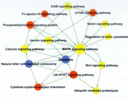 kegg pathway-pathway network